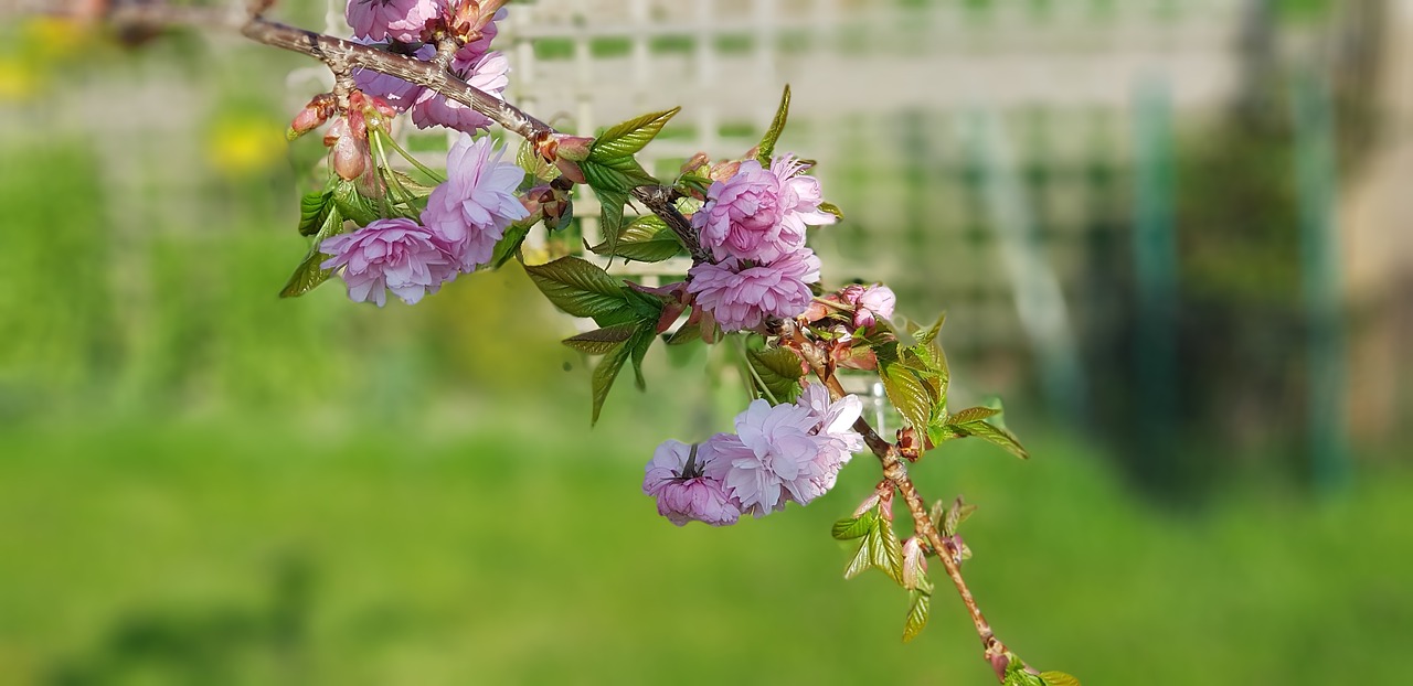 Pobūdį,  Gėlė,  Floros,  Lapų,  Sodas, Nemokamos Nuotraukos,  Nemokama Licenzija