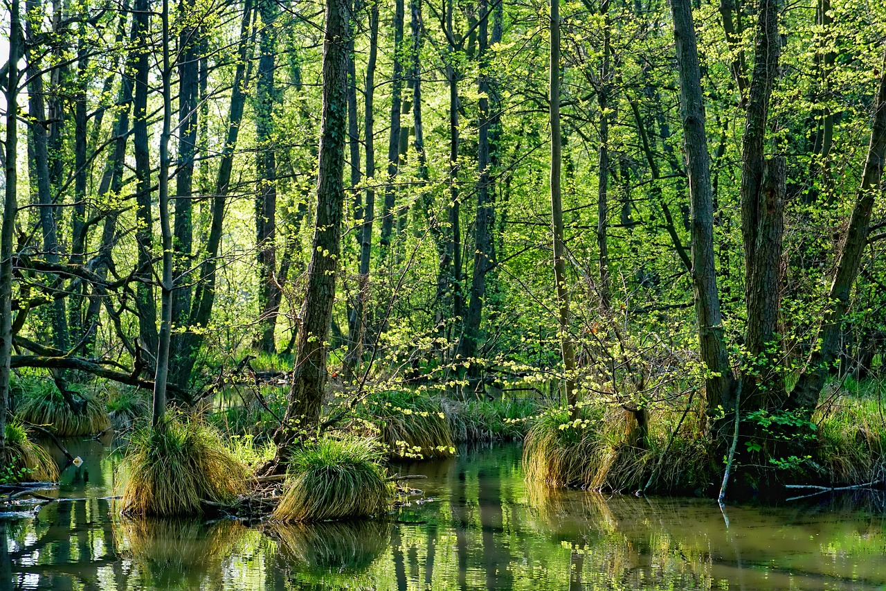 Pobūdį,  Mediena,  Pavasaris,  Kraštovaizdis,  Medis,  Lapų,  Vandenys,  Schönwetter,  Upė,  Parkas