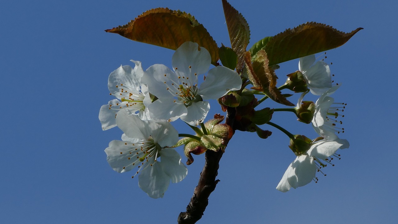 Pobūdį,  Pavasaris,  Medis,  Apple,  Žiedas,  Žydi,  Filialas, Nemokamos Nuotraukos,  Nemokama Licenzija