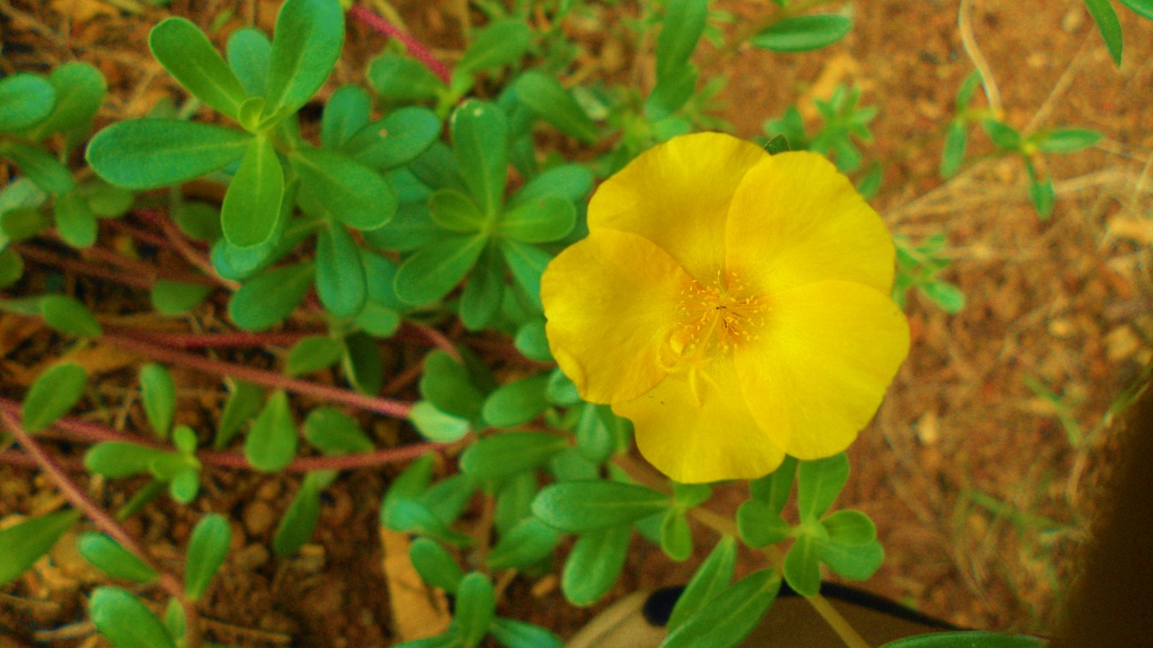 Pobūdį,  Floros,  Lapų,  Gėlė,  Sodas,  Gražus,  Iš Arti,  Šviesus,  Lauke,  Darbastalio