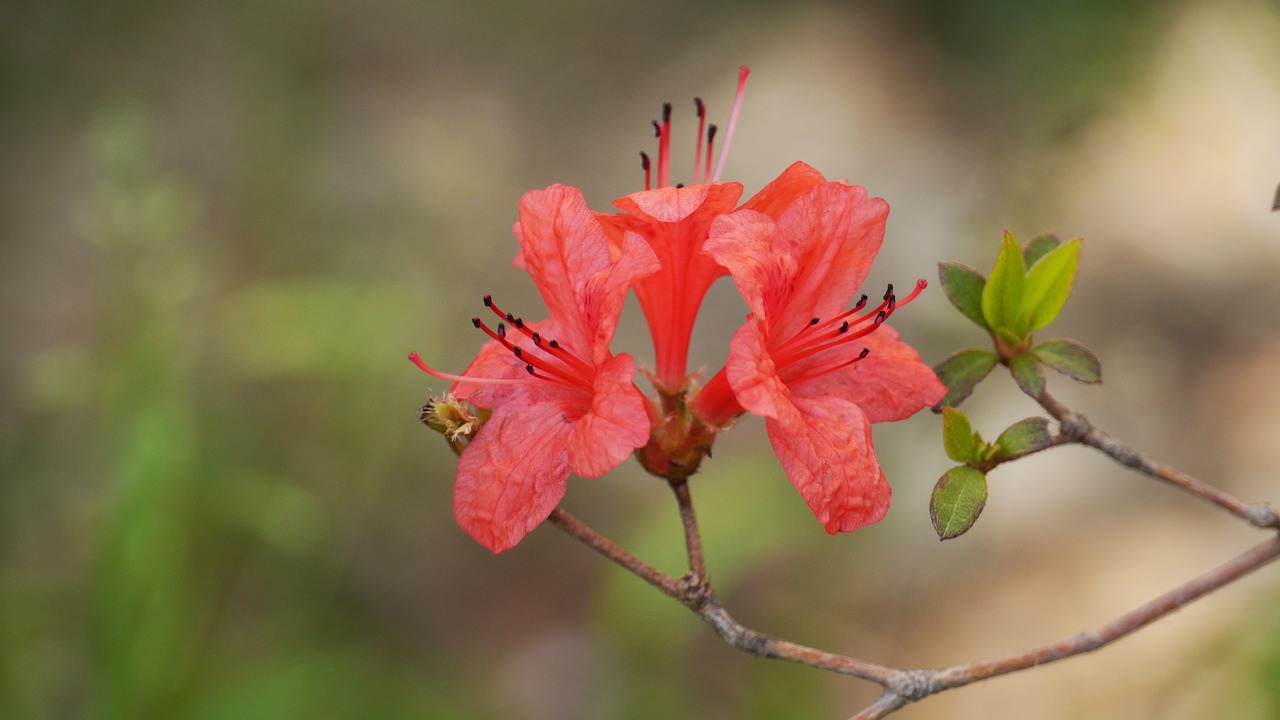 Pobūdį,  Gėlės,  Augalai,  Lauke,  Lapų,  Žiedlapis,  Bud,  Wildflower,  Žydėjimas, Nemokamos Nuotraukos