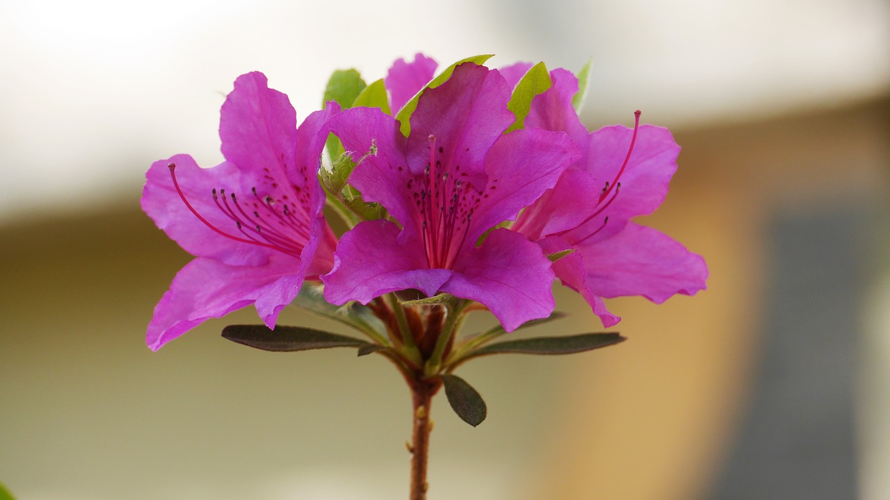 Pobūdį,  Gėlės,  Augalai,  Lauke,  Lapų,  Žiedlapis,  Bud,  Wildflower,  Žydėjimas, Nemokamos Nuotraukos