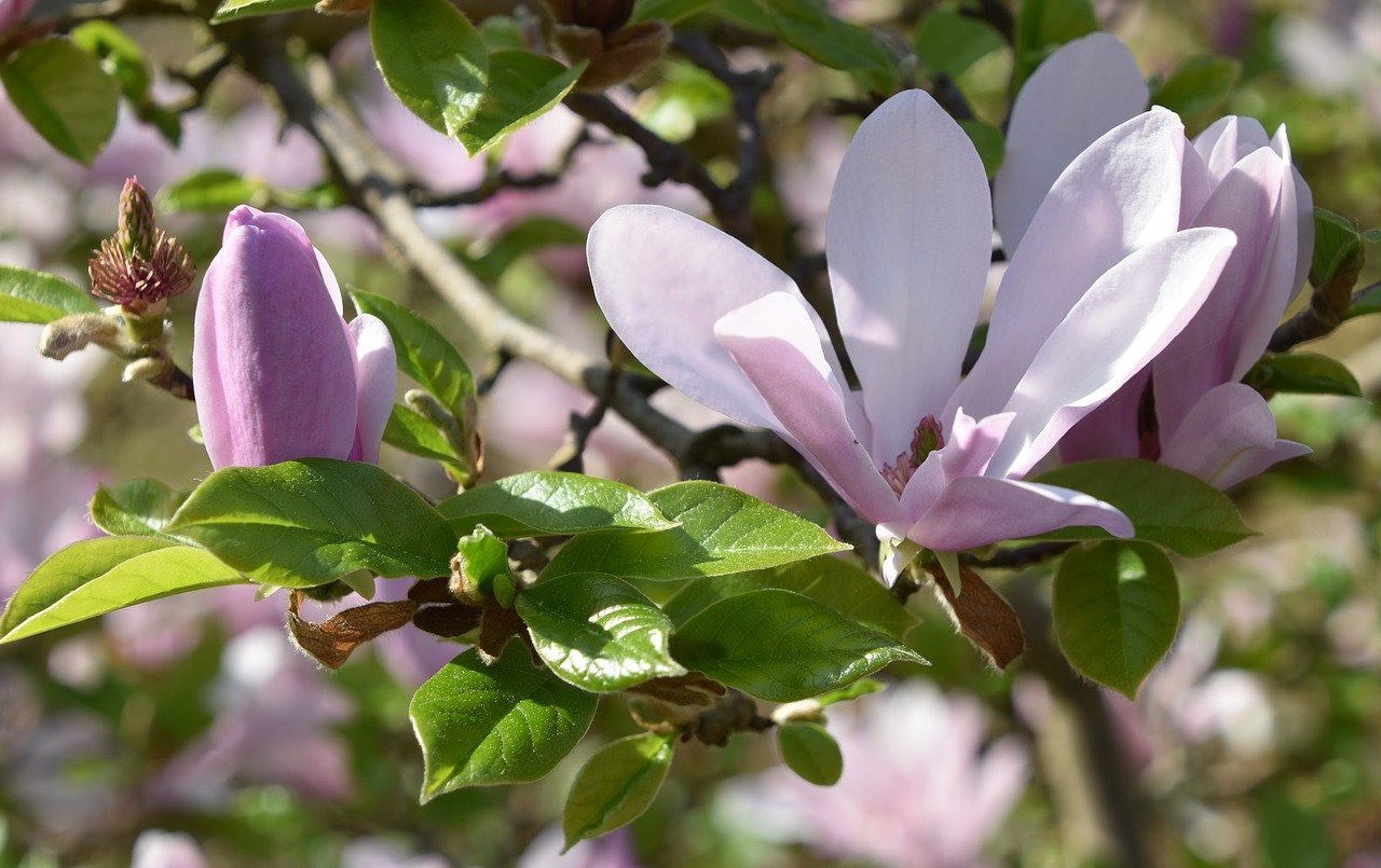 Pobūdį,  Gėlė,  Augalų,  Lapų,  Magnolija,  Sodas,  Žiedlapis,  Gėlių, Nemokamos Nuotraukos,  Nemokama Licenzija