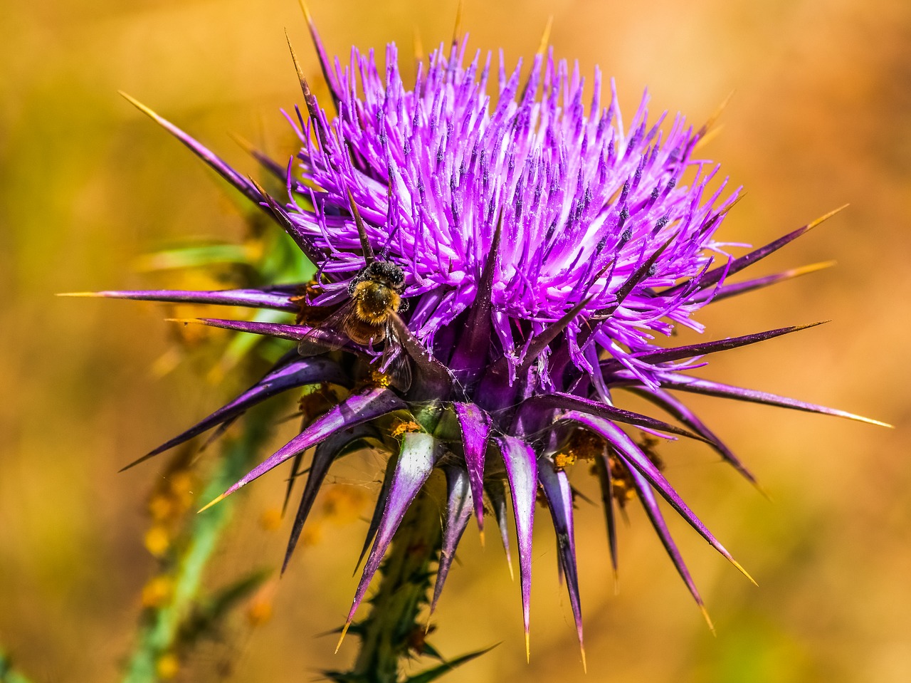 Pobūdį,  Dygliuotas,  Thistle,  Gėlė,  Stuburo,  Vabzdys,  Violetinė,  Spygliuotas,  Pavasaris,  Dyglys