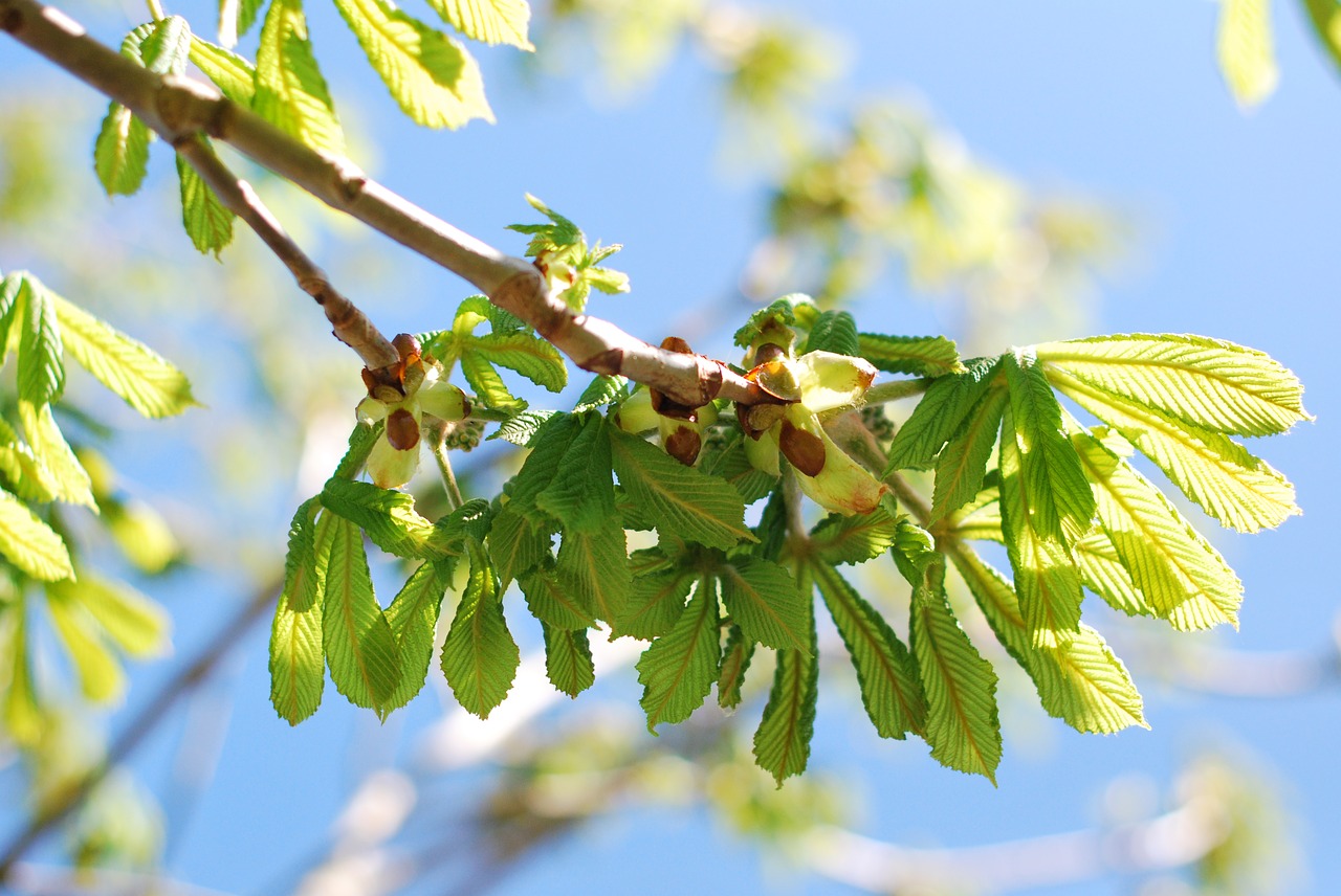 Pobūdį,  Lapų,  Floros,  Augimas,  Medis,  Pavasaris,  Filialas, Nemokamos Nuotraukos,  Nemokama Licenzija