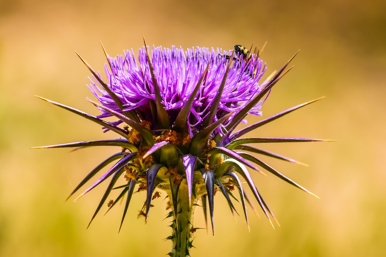 Pobūdį,  Dygliuotas,  Thistle,  Gėlė,  Stuburo,  Vabzdys,  Violetinė,  Spygliuotas,  Pavasaris,  Dyglys