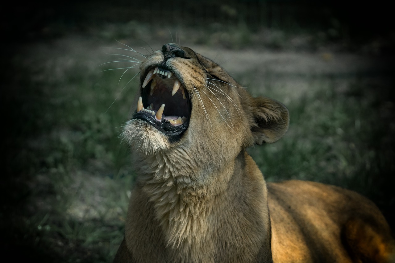 Pobūdį,  Gyvūnijos Pasaulyje,  Žinduolis,  Gyvūnas,  Tigras,  Didelė Katė,  Zoo,  Katė,  Liūtas,  Wildcat