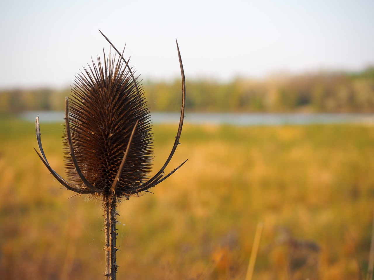 Pobūdį,  Vasara,  Kraštovaizdis,  Thistle,  Stepė, Nemokamos Nuotraukos,  Nemokama Licenzija