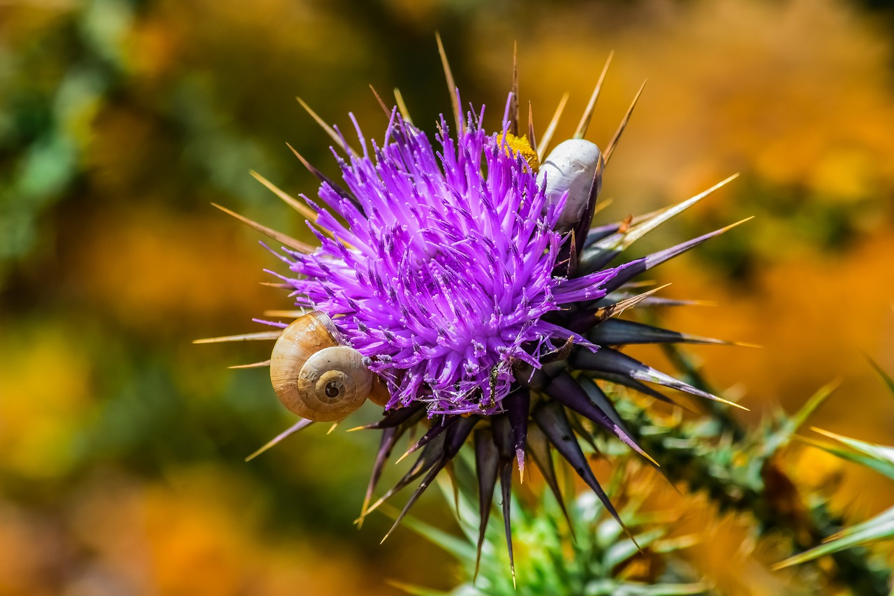 Pobūdį,  Dygliuotas,  Thistle,  Gėlė,  Stuburo,  Sraigė,  Violetinė,  Spygliuotas,  Pavasaris,  Dyglys