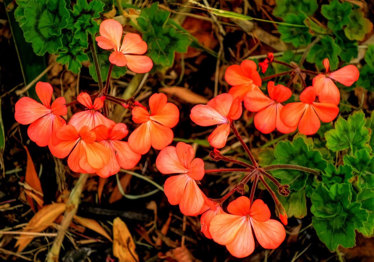 Pobūdį,  Floros,  Sezonas,  Iš Arti, Nemokamos Nuotraukos,  Nemokama Licenzija