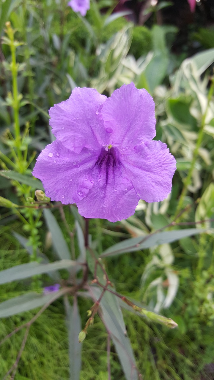 Pobūdį,  Gėlė,  Floros,  Vasara,  Sodas,  Žiedlapis,  Šviesus,  Hayfield,  Lapų,  Žydi