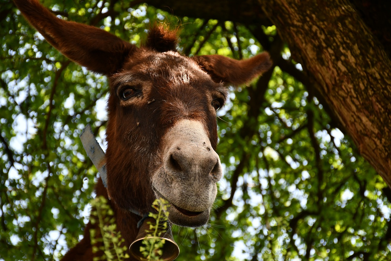 Pobūdį,  Lauke,  Animalia,  Dunkey, Nemokamos Nuotraukos,  Nemokama Licenzija