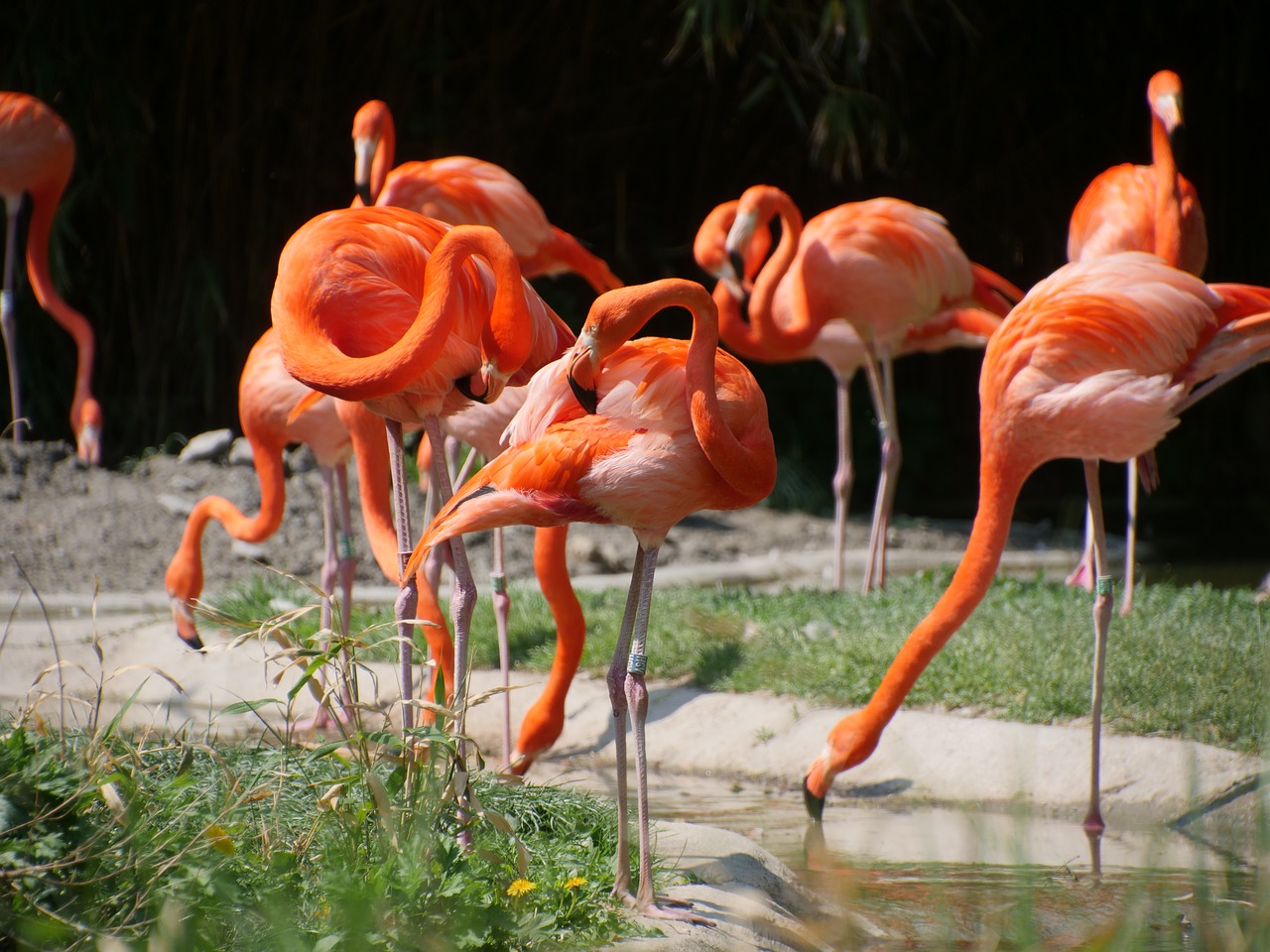 Pobūdį,  Flamingo,  Raudonos Flamingas,  American Flamingo,  Paukščiai,  Gražus,  Vasara,  Egzotiškas,  Gyvūnijos,  Lauko