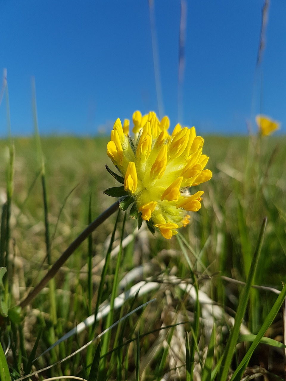 Pobūdį,  Gėlė,  Laukas,  Žolė,  Meadow,  Augalų,  Vasara,  Sezonas,  Laukinių Gėlių,  Šviesus