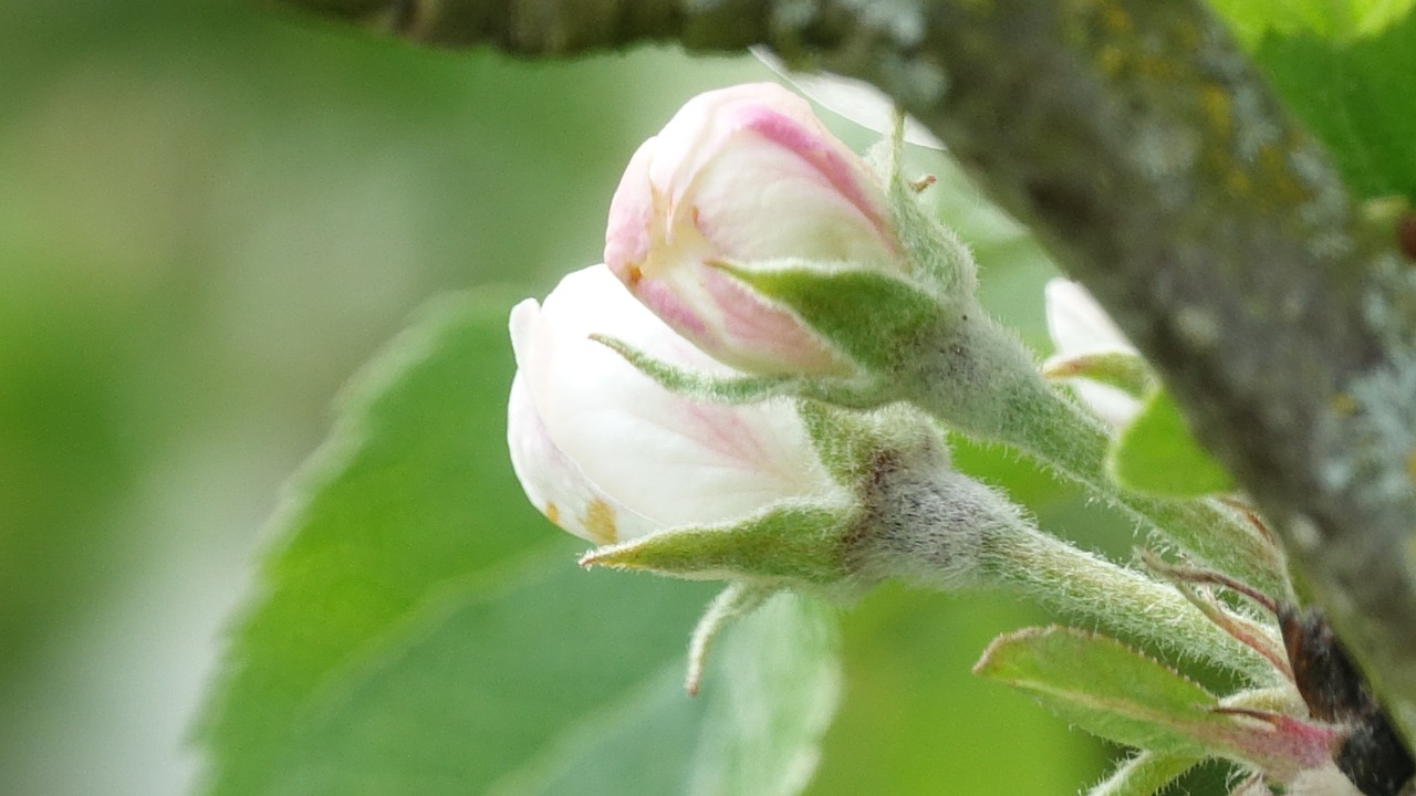 Pobūdį,  Lapų,  Gėlė,  Apple,  Karalienė Pippin, Nemokamos Nuotraukos,  Nemokama Licenzija