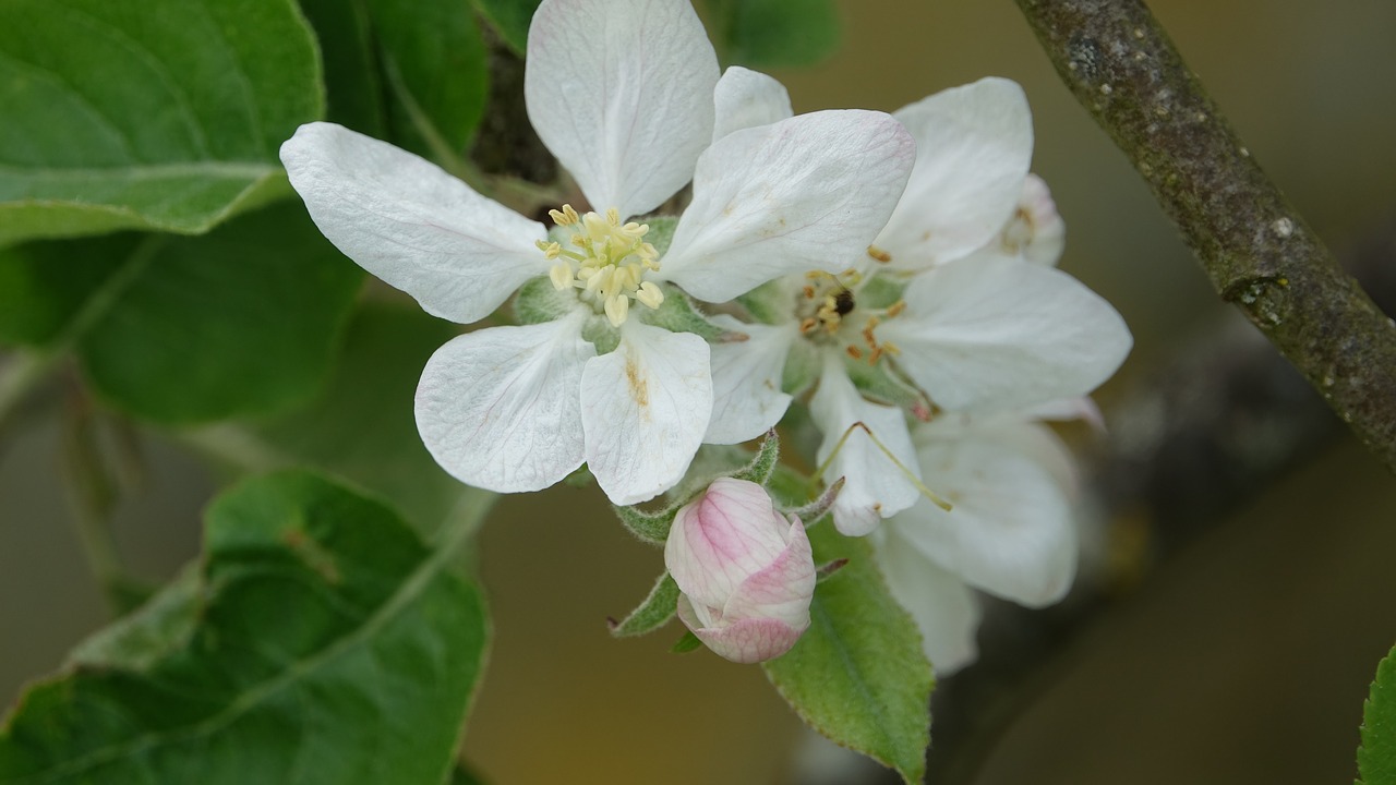 Pobūdį,  Lapų,  Gėlė,  Apple,  Karalienė Pippin, Nemokamos Nuotraukos,  Nemokama Licenzija