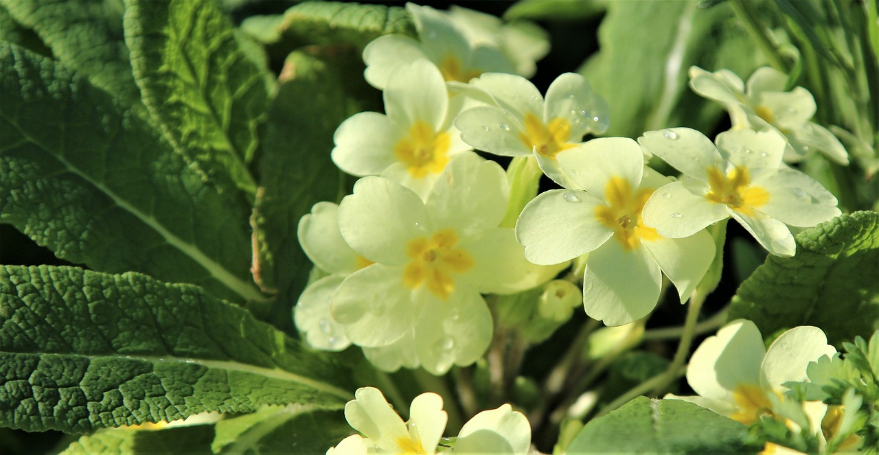 Pobūdį,  Floros,  Gėlė,  Lapų,  Sodas,  Gėlių, Nemokamos Nuotraukos,  Nemokama Licenzija