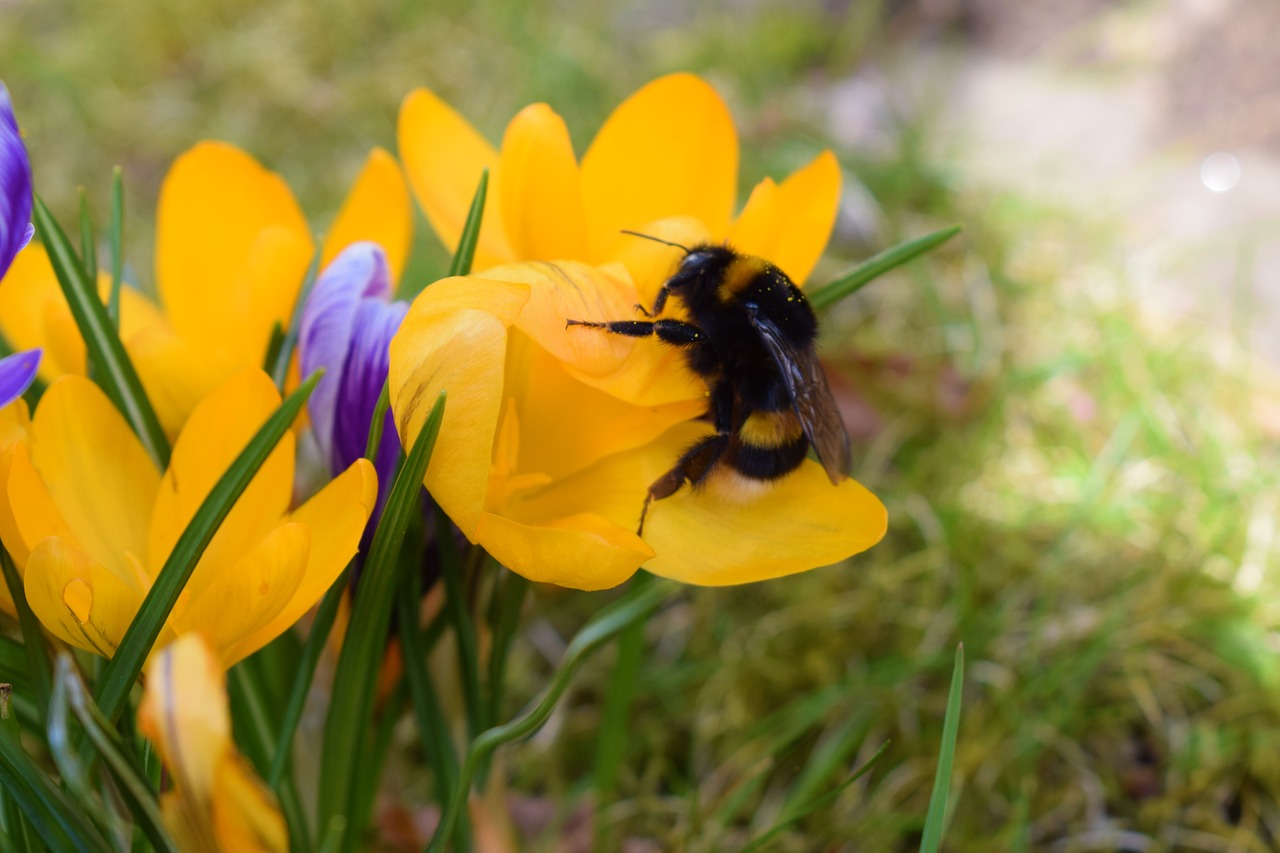 Pobūdį,  Gėlė,  Vabzdys,  Augalų,  Pavasaris,  Hummel,  Žiedas,  Žydi,  Crocus,  Vilkdalginiai