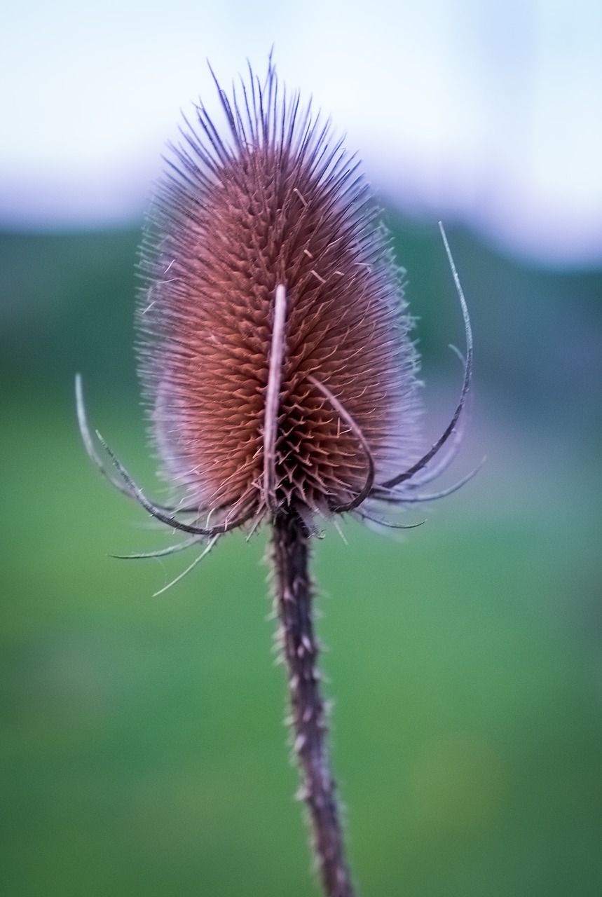 Pobūdį,  Gėlė,  Vasara,  Augalų,  Iš Arti,  Thistle,  Žolė,  Augimas,  Fonas,  Laukinių Gėlių