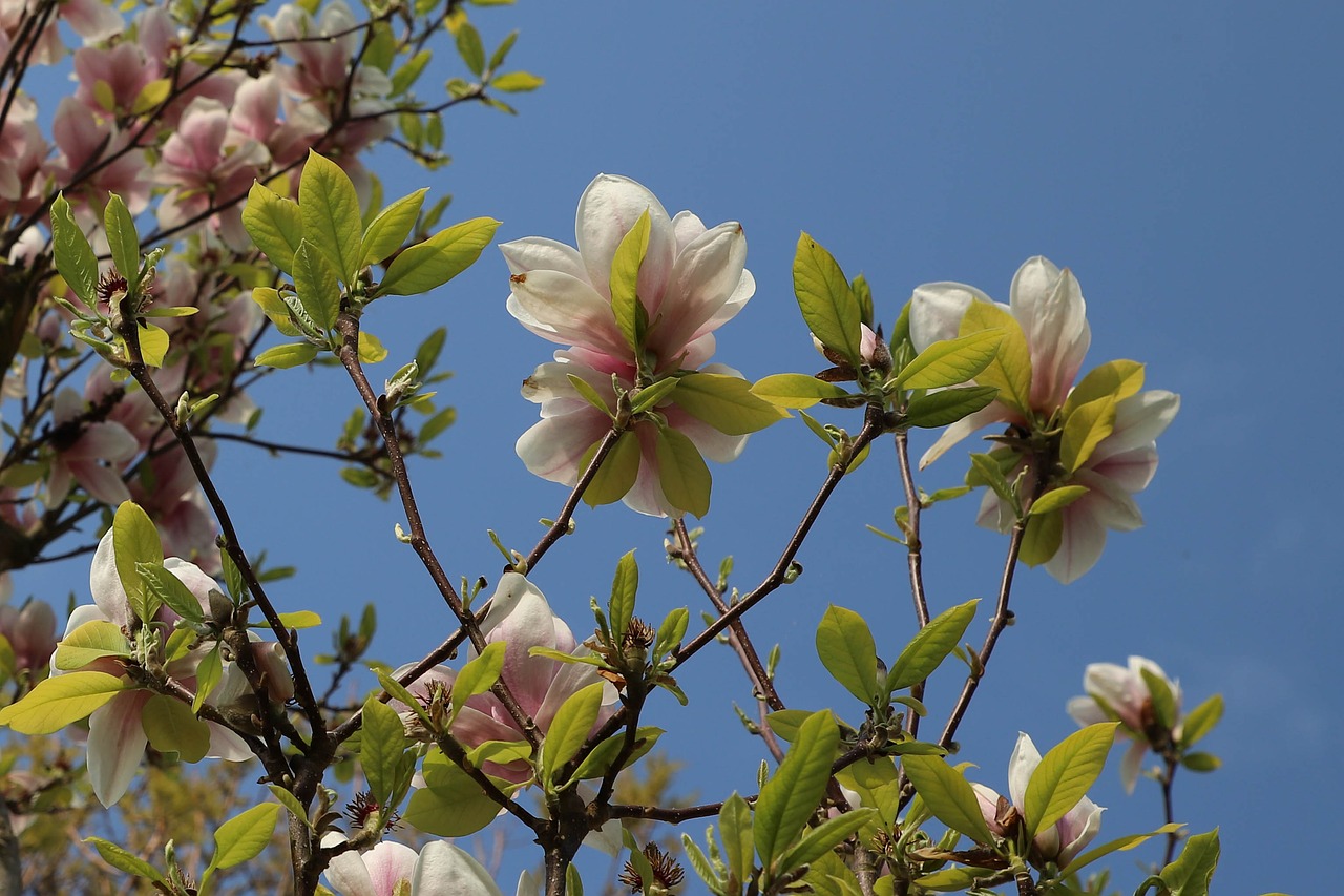 Pobūdį,  Filialas,  Augalų,  Lapas,  Sodas,  Gėlės,  Parkas,  Magnolija,  Pavasaris, Nemokamos Nuotraukos