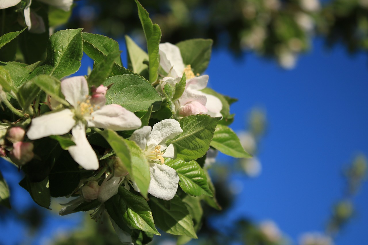 Pobūdį,  Lapų,  Gėlė,  Augalų,  Medis,  Apple Gėlė, Nemokamos Nuotraukos,  Nemokama Licenzija