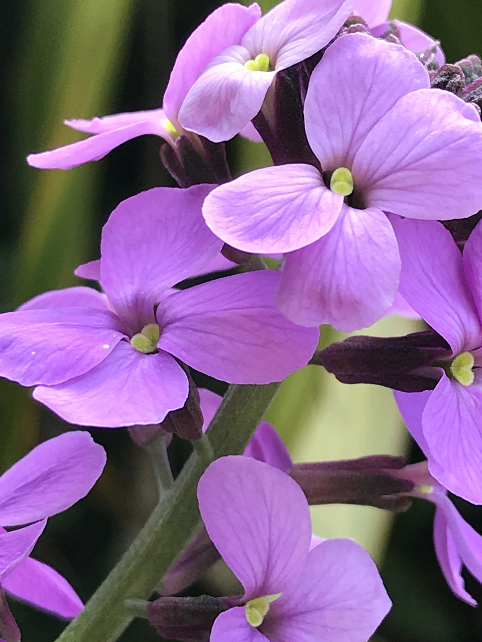 Pobūdį,  Gėlė,  Floros,  Lauke, Nemokamos Nuotraukos,  Nemokama Licenzija