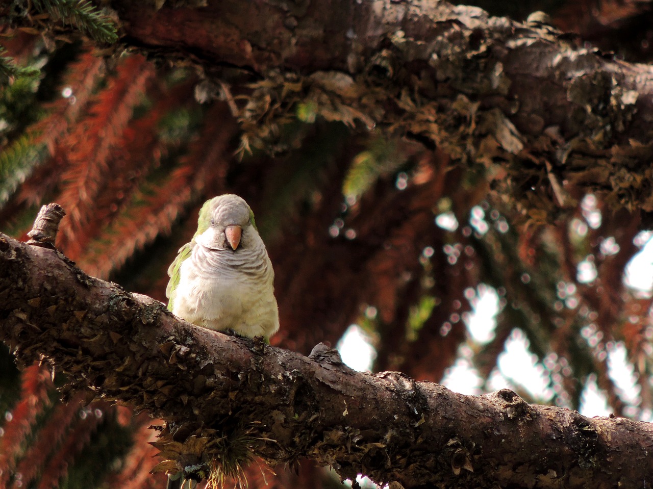 Pobūdį,  Medis,  Laukinis Gyvenimas,  Mediena,  Paukščiai,  Pr,  Parrot,  Paukštis,  Rašiklis,  Gyvūnija