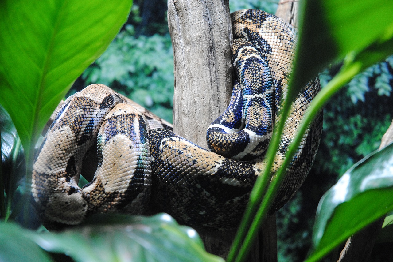 Pobūdį,  Gyvatė,  Reptilia,  Laukinis Gyvenimas,  Animalia,  Zoologija,  Python,  Rūšis,  Džiunglės,  Egzotiškas