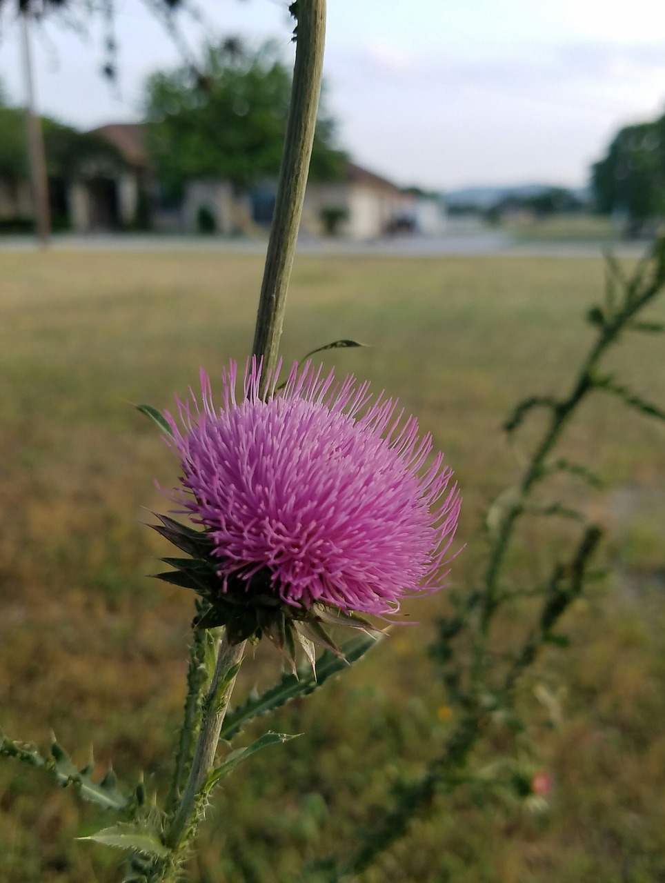 Pobūdį,  Floros,  Lauke,  Gėlė,  Vasara,  Violetinė, Nemokamos Nuotraukos,  Nemokama Licenzija