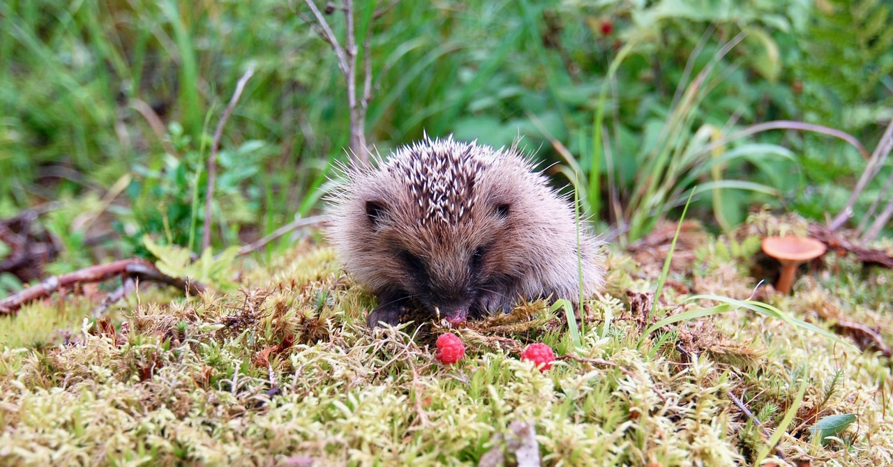 Pobūdį,  Žolė,  Lauke,  Laukiniai Gyvūnai,  Ežiukas,  Gyvūnas,  Gamta Nuotraukų, Nemokamos Nuotraukos,  Nemokama Licenzija