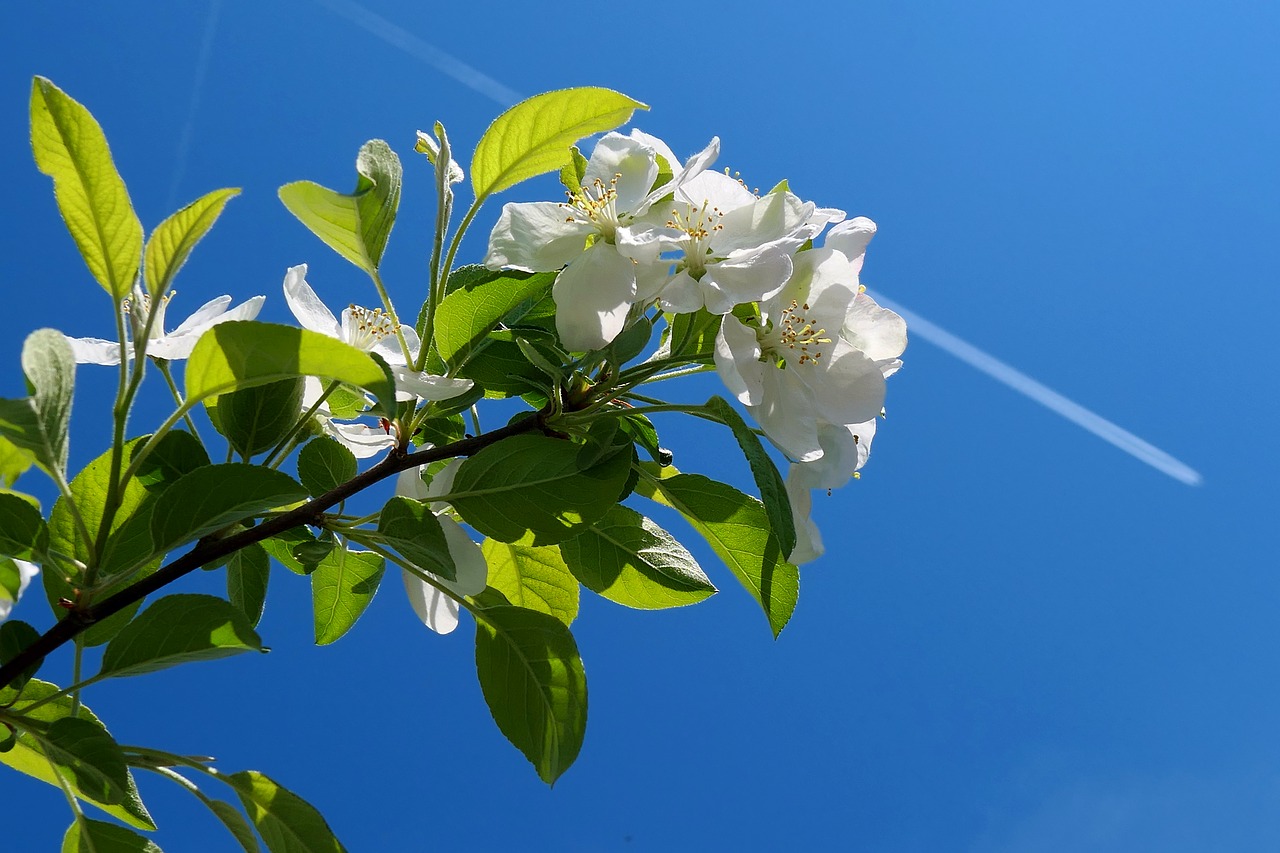 Pobūdį,  Augalų,  Medis,  Gėlė,  Lapų,  Žiedas,  Žydi,  Bud,  Šviežias,  Žiedlapis