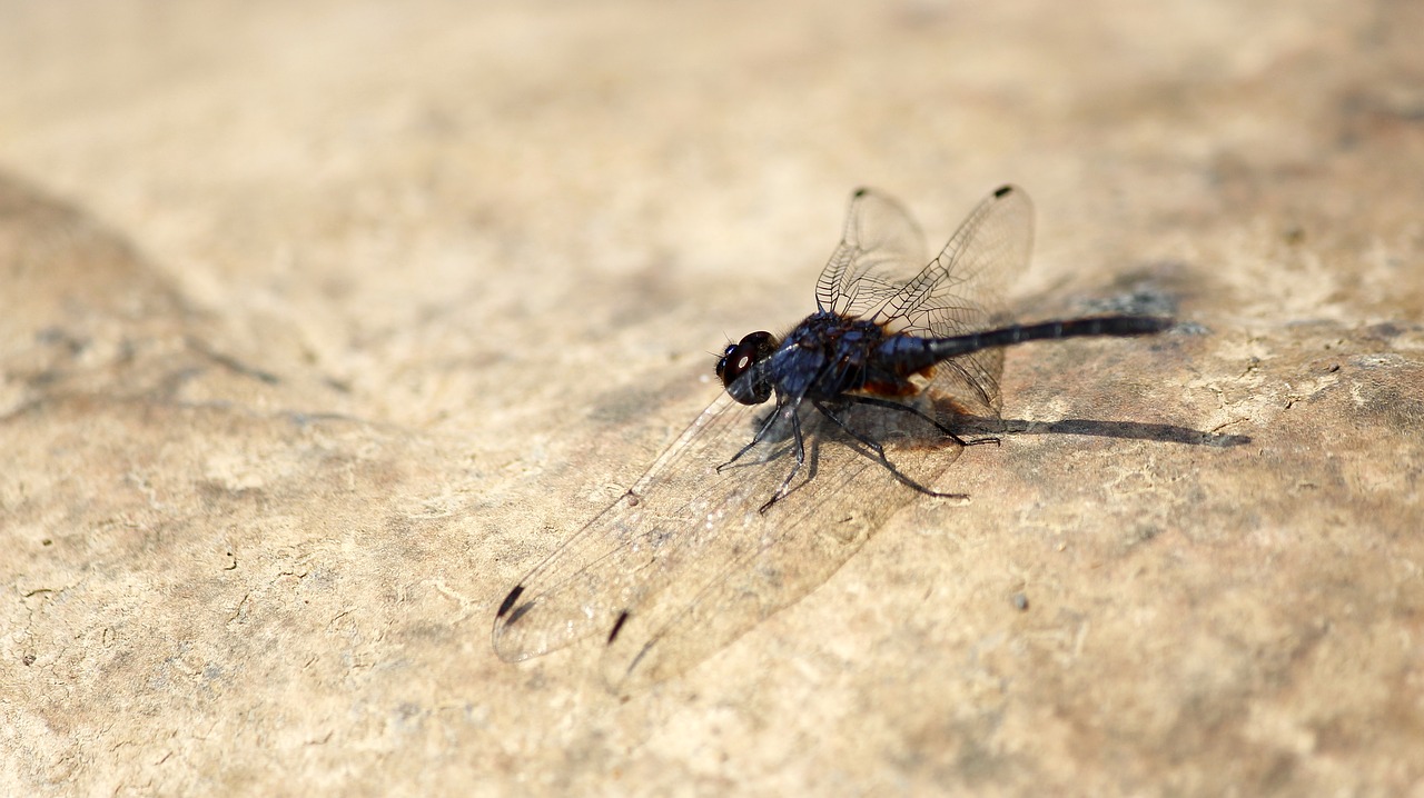 Pobūdį,  Gyvūnas,  Gyvūnijos,  Vabzdys,  Dragonfly,  Skristi,  Violetinė,  Mėlyna,  Vasara,  Rokas