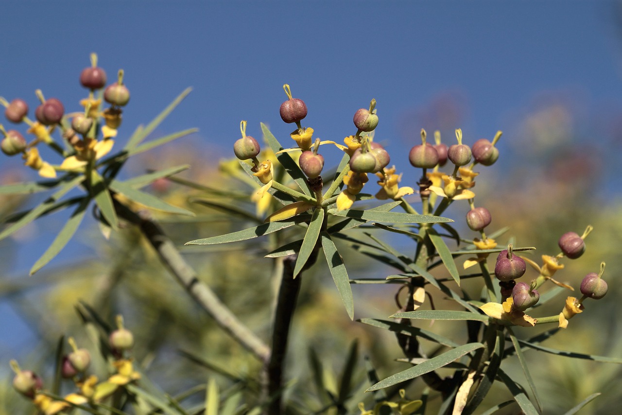 Pobūdį,  Gėlė,  Augalų,  Lapų,  Lauke,  Tabaiba,  Euphorbia Balsamifera,  Pasiflora De Abona,  Tenerifė, Nemokamos Nuotraukos