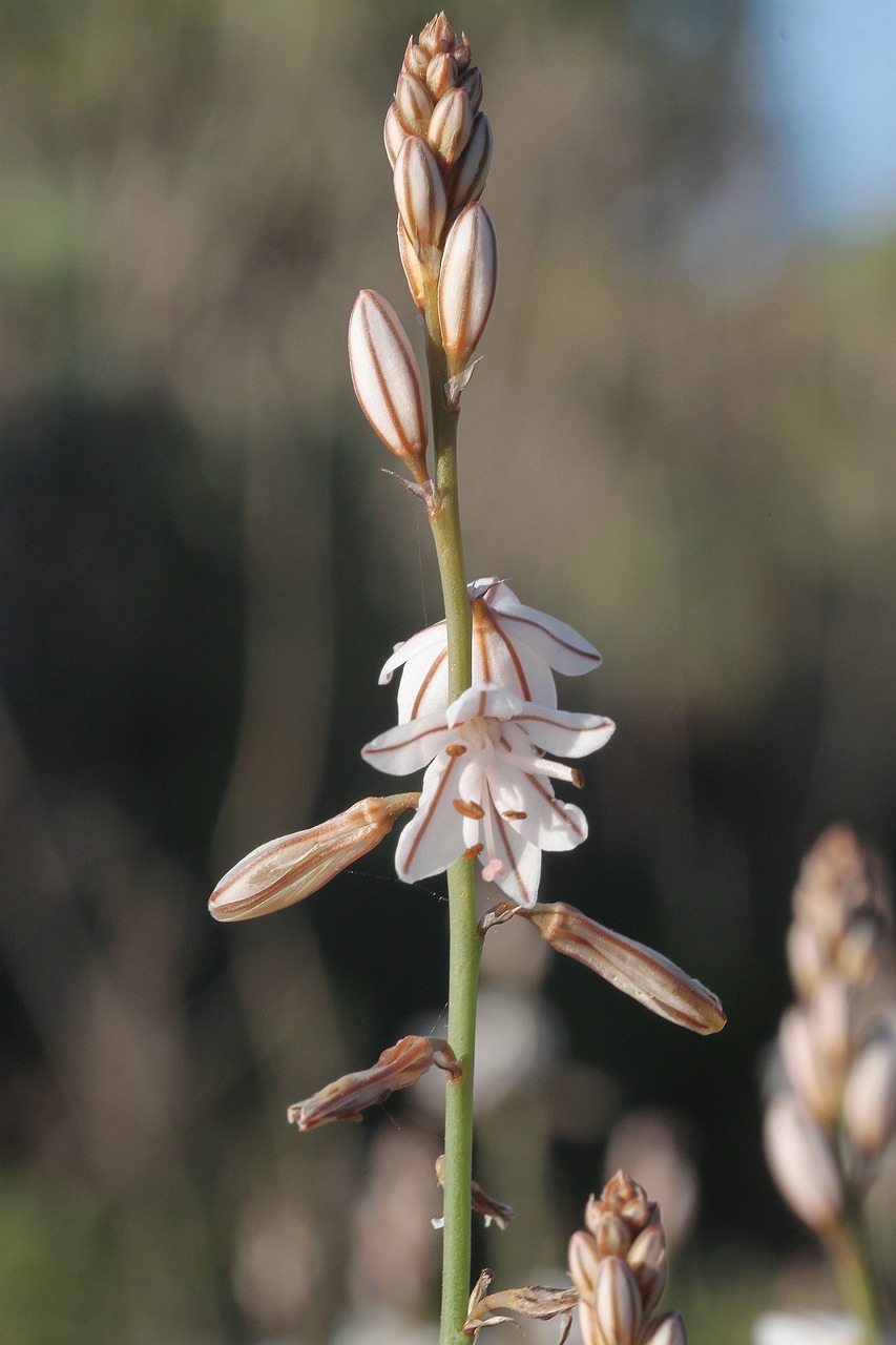 Pobūdį,  Augalų,  Lauke,  Gėlė,  Vasara,  Gamona,  Pasiflora De Abona,  Tenerifė, Nemokamos Nuotraukos,  Nemokama Licenzija