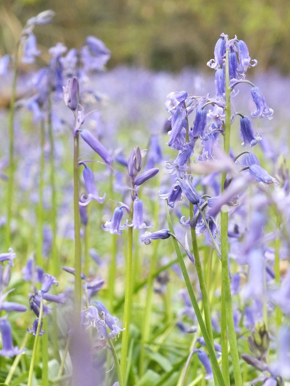 Pobūdį,  Gėlė,  Floros,  Vasara,  Lauke,  Bluebell,  Bluebells,  Mėlyna,  Žalias,  Pavasaris