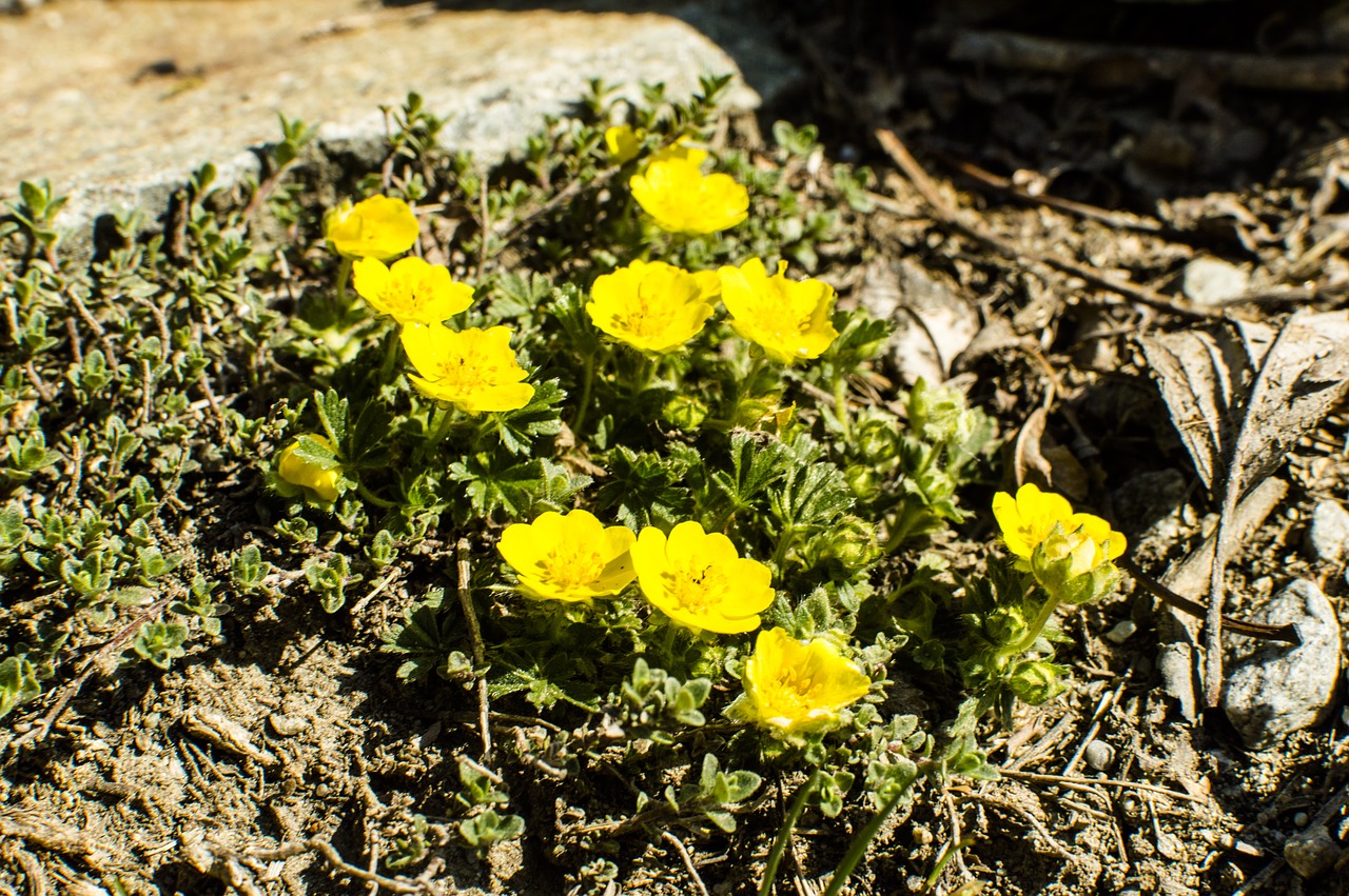 Pobūdį,  Augalų,  Gėlė,  Lapų,  Vasara,  Closeups,  Alpine,  Šveicarija, Nemokamos Nuotraukos,  Nemokama Licenzija