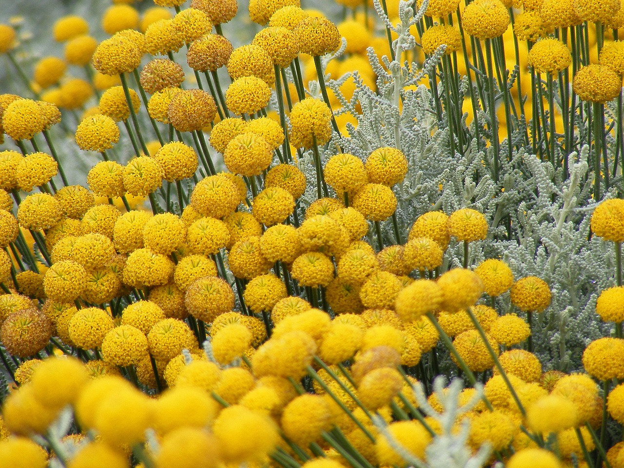 Pobūdį,  Augalų,  Gėlė,  Stotis,  Vasara,  Gėlių,  Laukas,  Spalva,  Sodas,  Lauke