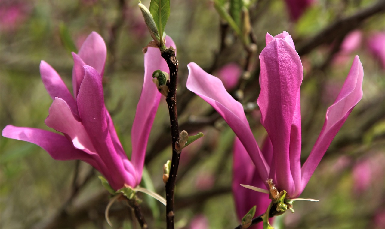 Pobūdį,  Gėlė,  Floros,  Lapų,  Lauke,  Medis,  Pumpuras, Nemokamos Nuotraukos,  Nemokama Licenzija