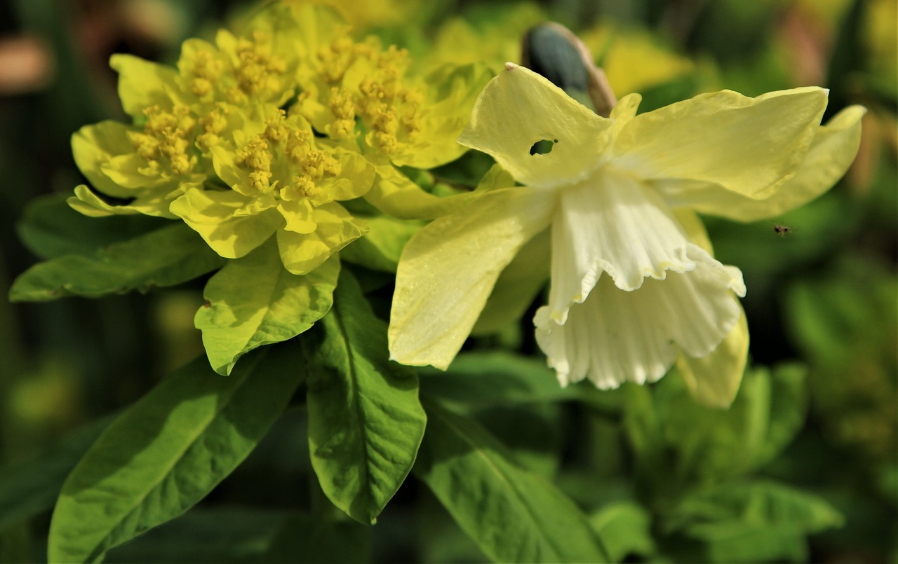 Pobūdį,  Lapų,  Floros,  Gėlė,  Sodas,  Gėlių, Nemokamos Nuotraukos,  Nemokama Licenzija