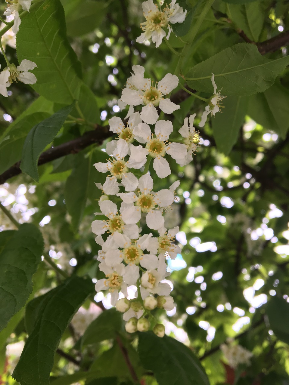 Pobūdį,  Gėlė,  Floros,  Lapų,  Medis, Nemokamos Nuotraukos,  Nemokama Licenzija