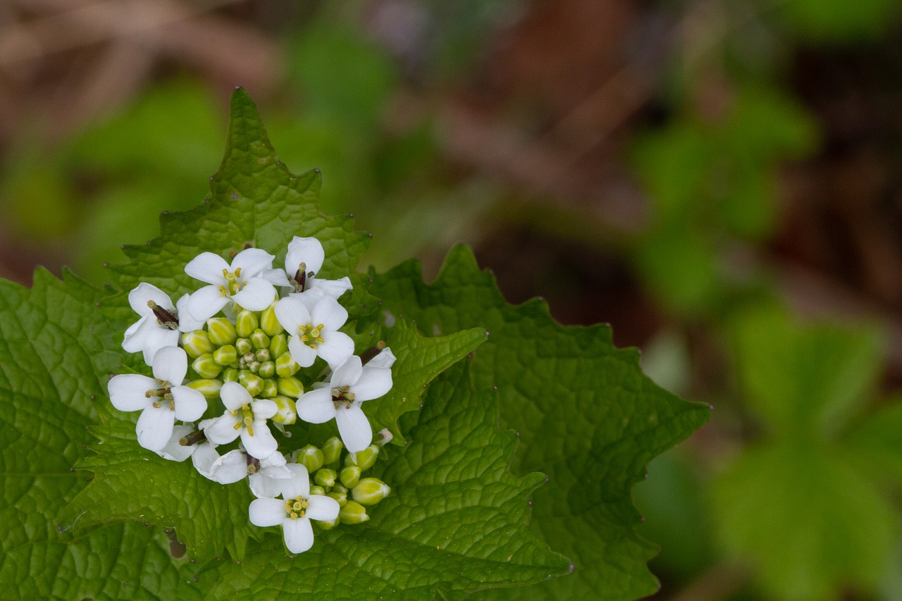 Pobūdį,  Lapų,  Floros,  Lauke,  Sodas,  Gėlė, Nemokamos Nuotraukos,  Nemokama Licenzija