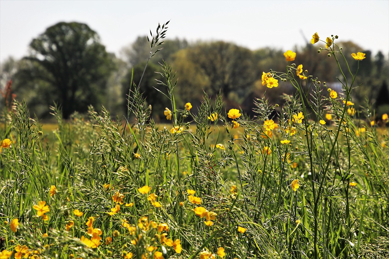 Pobūdį,  Meadow,  Laukas,  Pavasaris,  Gėlė,  Augalų,  Kaimo Rajonas,  Sunny,  Aplinka,  Sezonas