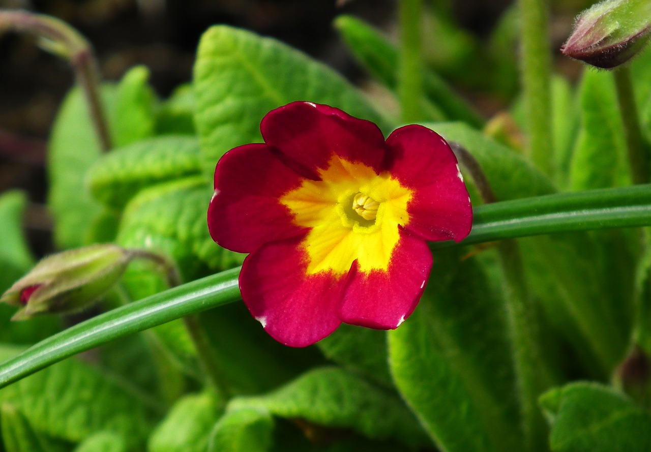 Pobūdį,  Gėlė,  Primula,  Pavasaris,  Lapų,  Augalų,  Sodas, Nemokamos Nuotraukos,  Nemokama Licenzija