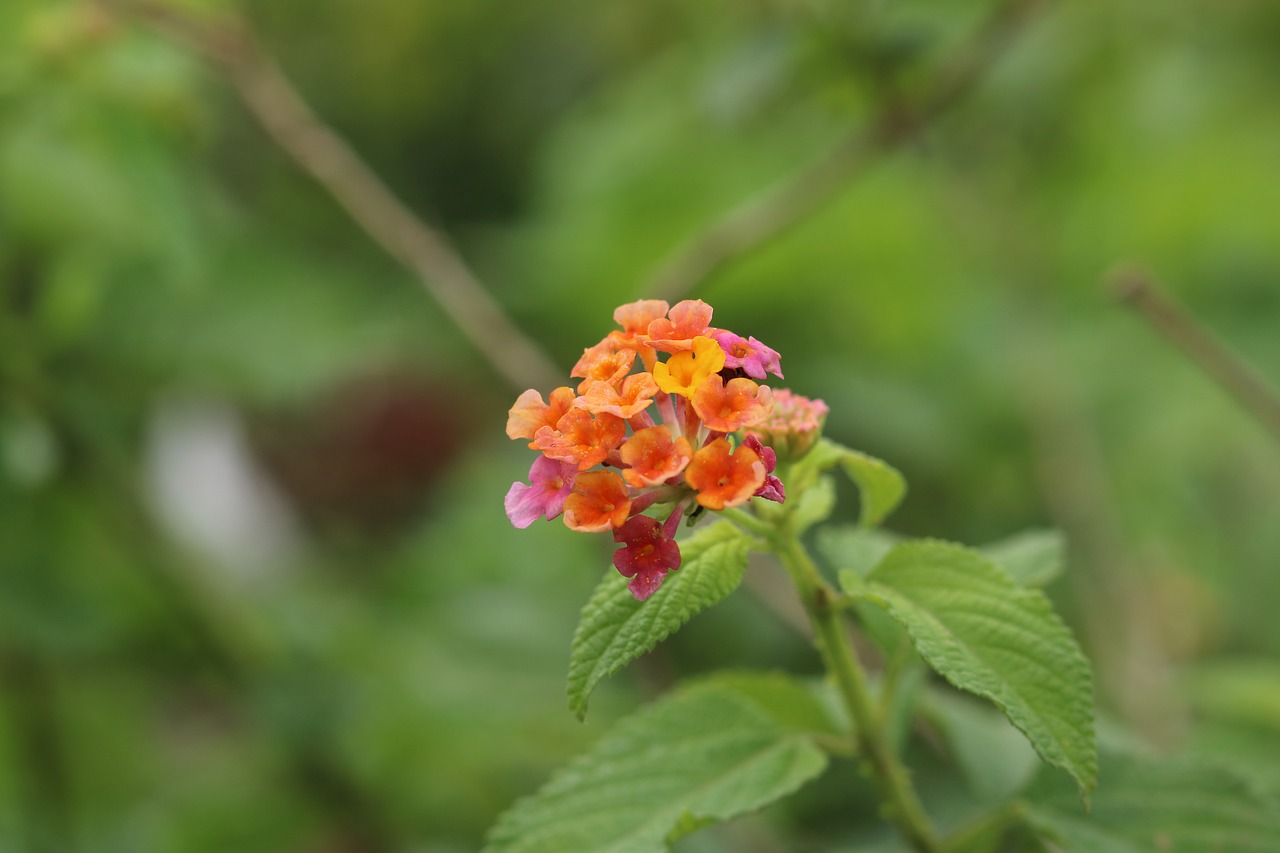 Pobūdį,  Lapų,  Floros,  Gėlė,  Vasara, Nemokamos Nuotraukos,  Nemokama Licenzija