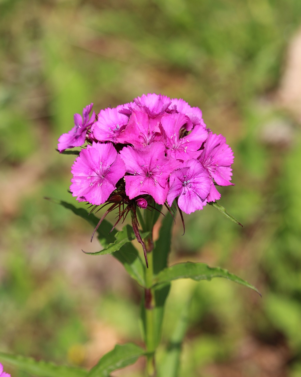 Pobūdį,  Sodas,  Floros,  Augalų,  Pavasaris,  Sodininkystė,  Gėlė,  Gėlių,  Botanikos,  Žydi