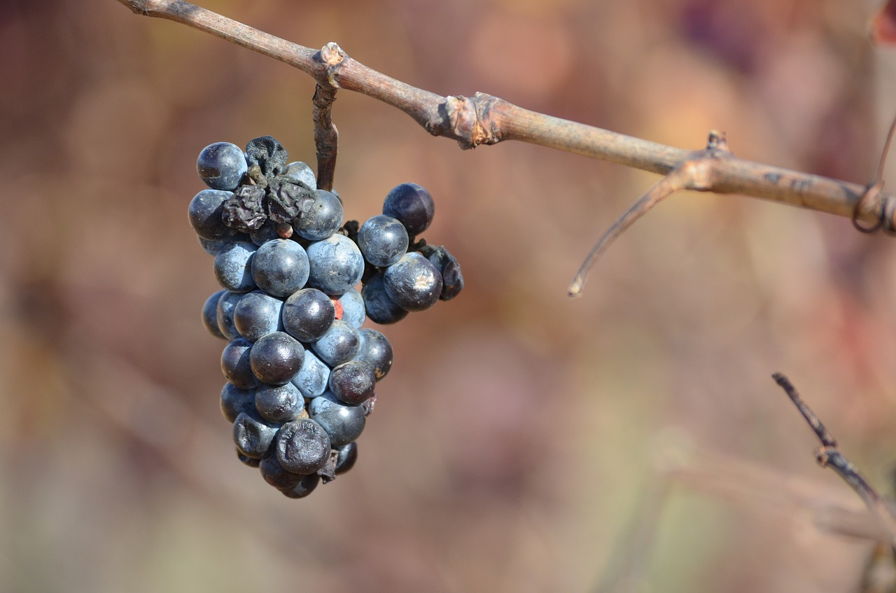 Pobūdį,  Vaisių,  Lauke,  Maistas, Nemokamos Nuotraukos,  Nemokama Licenzija