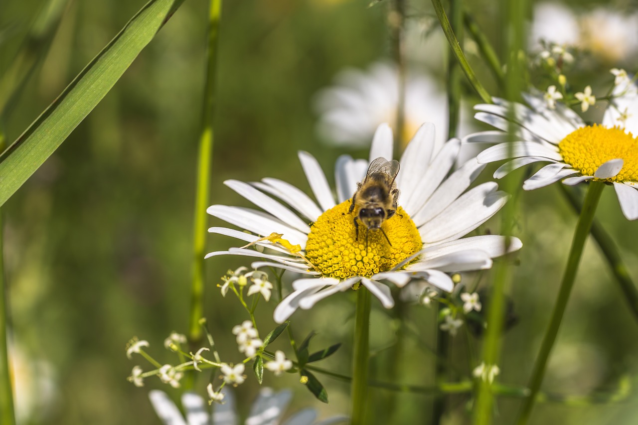 Pobūdį,  Augalų,  Gėlė,  Meadow,  Pavasaris,  Bitė, Nemokamos Nuotraukos,  Nemokama Licenzija