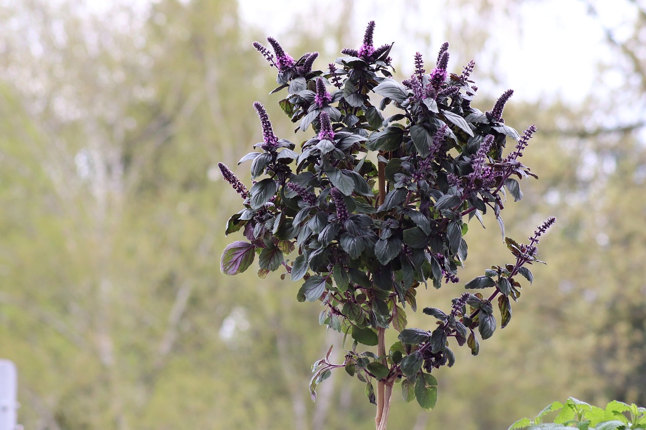 Pobūdį,  Augalų,  Gėlės,  Lapų,  Medis,  Violetinė,  Žalias,  Ruduo,  Lapai,  Vasara