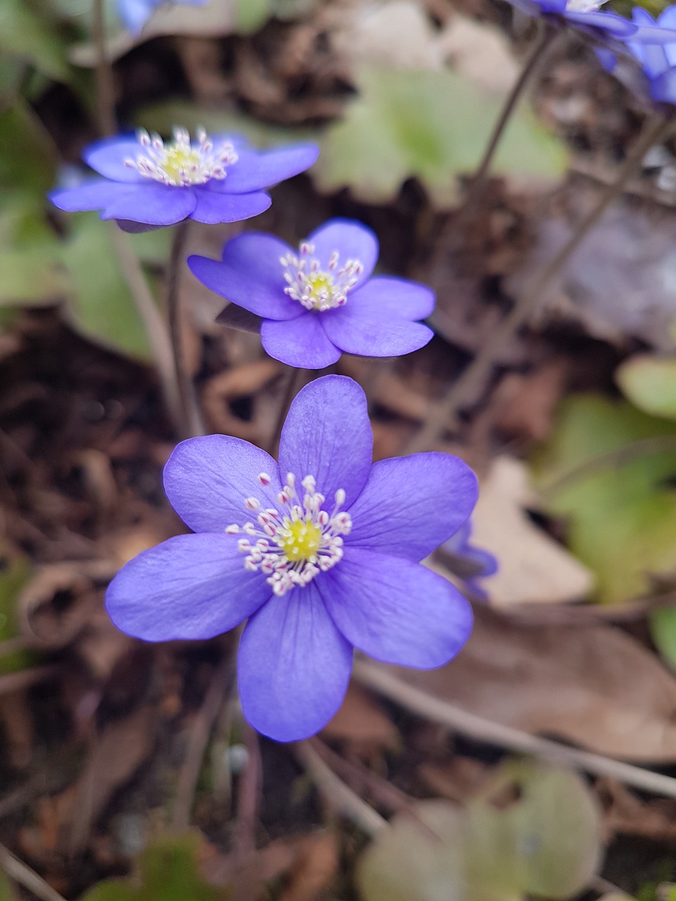 Pobūdį,  Augalų,  Gėlė,  Sezonas,  Lauko,  Mėlyna Anemone, Nemokamos Nuotraukos,  Nemokama Licenzija