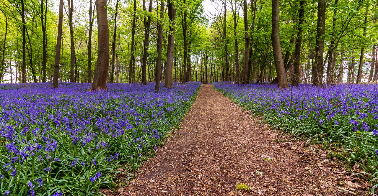 Pobūdį,  Gėlė,  Kraštovaizdis,  Augalų,  Medis,  Pavasaris,  Miškas,  Bluebell,  Mėlynas, Nemokamos Nuotraukos